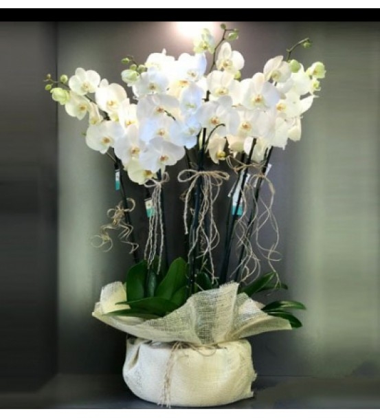 Beyaz Orkideler 