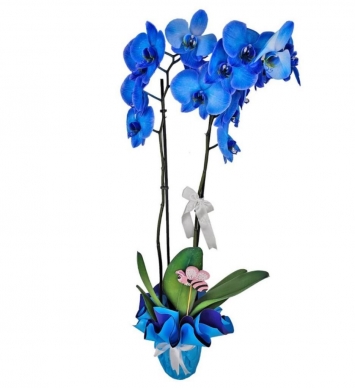 Mavi Orkide 